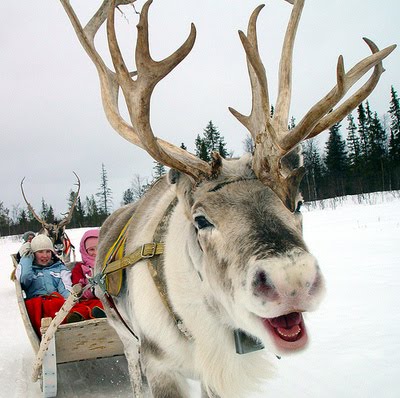 reindeer_enjoy_their_work_3-748170.jpg